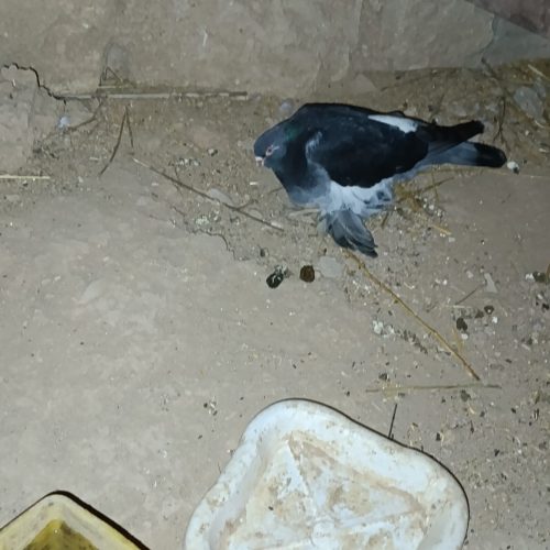 5تا کبوتر شق شقی