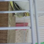 یک عدد جوجه عروس هلندی