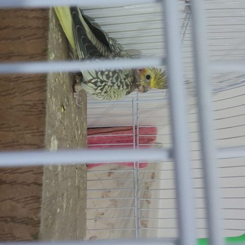 یک عدد جوجه عروس هلندی