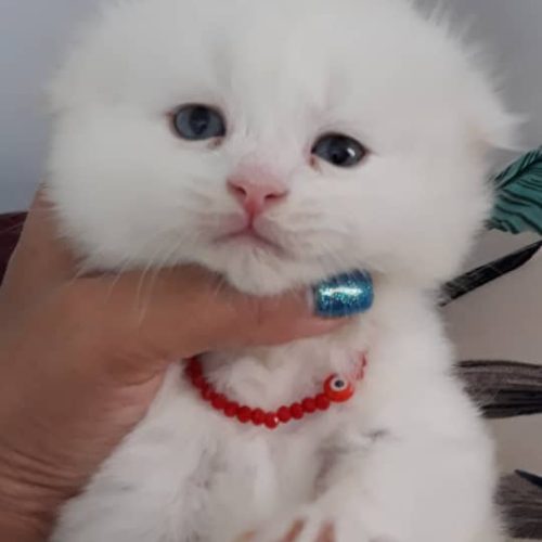 اسکاتیش فلد دو ماهه آماده تحویل خرسی دست پا کوتاه