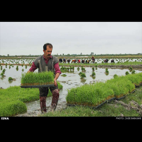 فروش برنج های ایرانی درجه یک