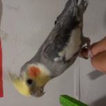 با سلام یک عدد عروس هلندی نره سخنگو دستی