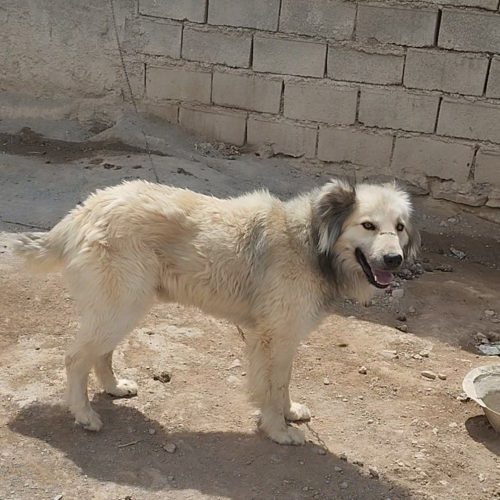 واگزاری سگ ادمگیر و دهن پاک