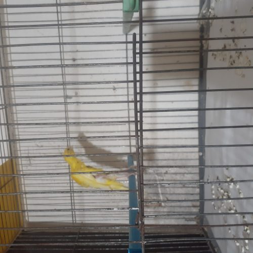 فروش عروس هلندی.مرغ عشق .قناری وفنچ