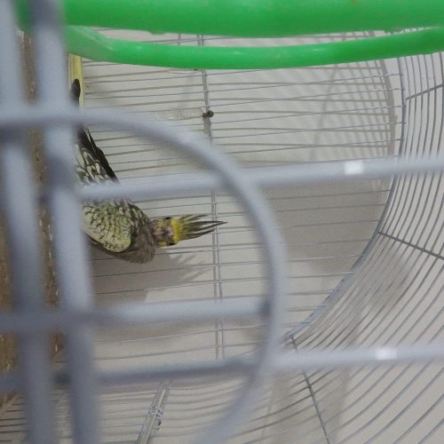 یک عدد جوجه عروس هلندی