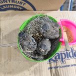 جوجه قناری دستی