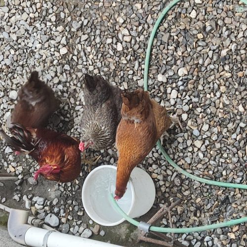 مرغ و خروس محلی