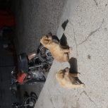 دو عدد توله افغان