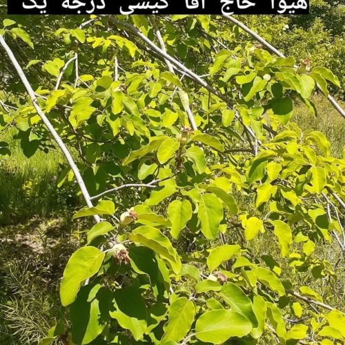 باغ به متراژ 1100 متر در شهرستان گیوی