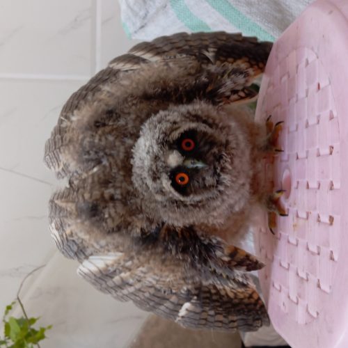 🦉 جوجه جغد