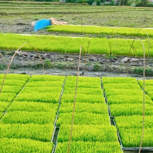 تیم قالبی هاشمی اعلا و مرغوب