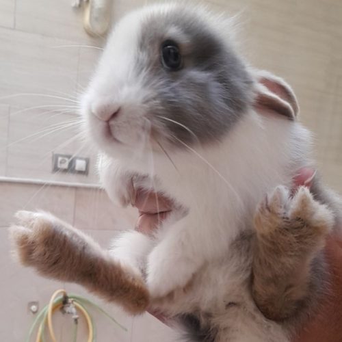 خرگوش لوپ دستی