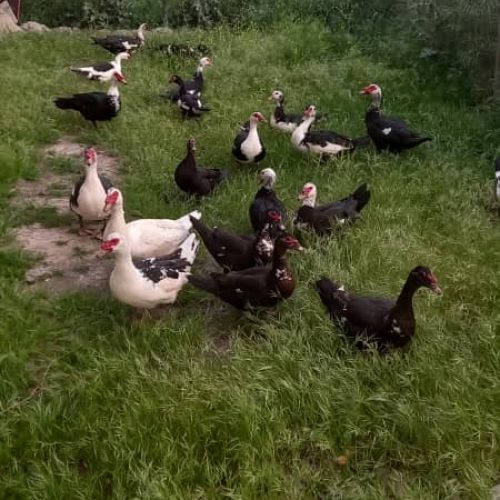 اردک اسراییلی نر و ماده