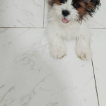 واگذاری سگ شیتزوو کروووس شناسنامه دار