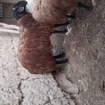 نر بره