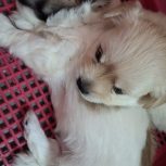 توله سگ نژاد شیتزو اشپیز