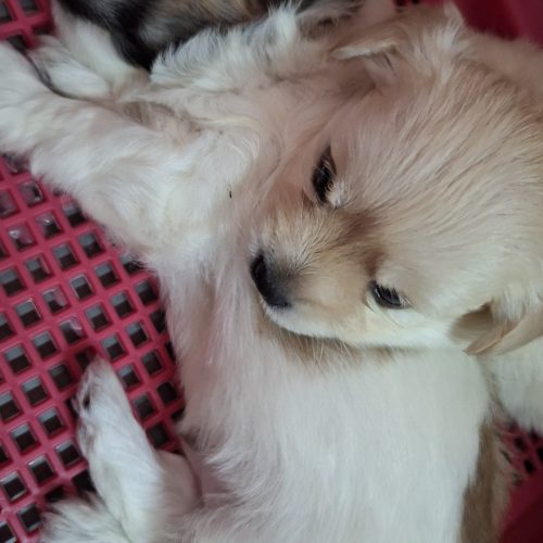 توله سگ نژاد شیتزو اشپیز