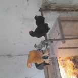 جوجه خروس امپراطور