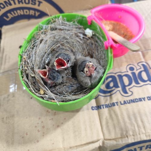 جوجه قناری دستی