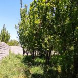 باغچه 500 متری سپیدان فارس