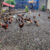 مرغ محلی و خروس سالم 1سالشونم نشده