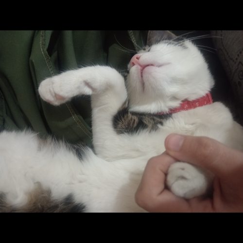 واگذاری گربه نر 8 ماهه مهربون باهوش