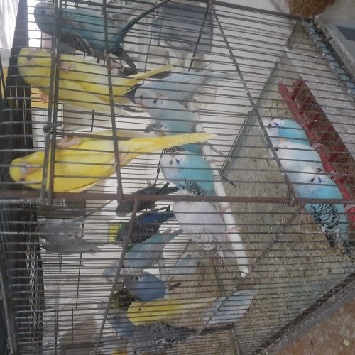 فروش عروس هلندی.مرغ عشق .قناری وفنچ