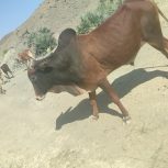 دوگاومخلی برای قربانی