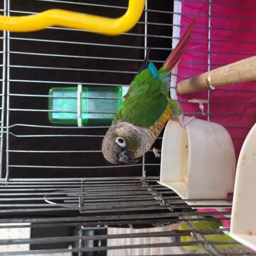 طوطی گرین چیت