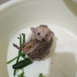 جوجه تیغی خارپشت