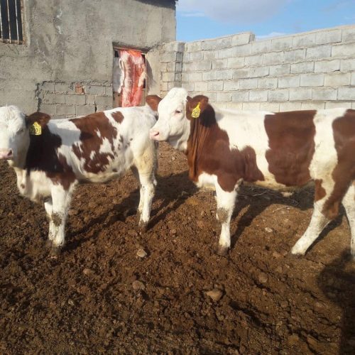 فروش انواع گوساله سیمینتال