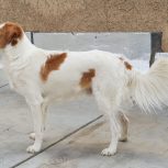 سگ نژاد راسل تریر پا بلند