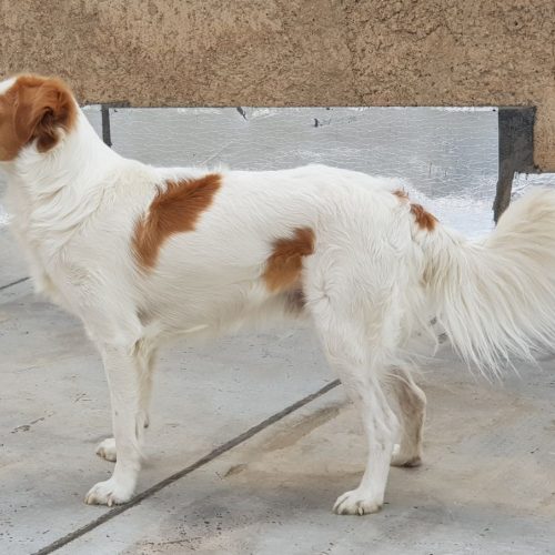 سگ نژاد راسل تریر پا بلند