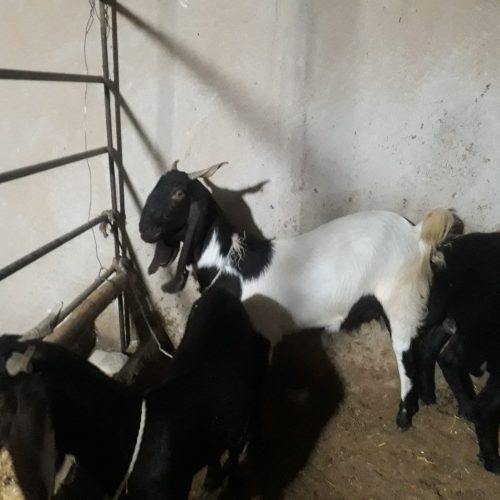 بز پاکستانی نژاد اصل