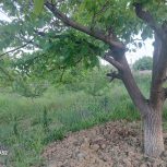 باغ گردو سیب