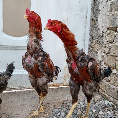 خروس لاری اصیل