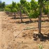 باغ انگور و انواع واقصام میوه جات