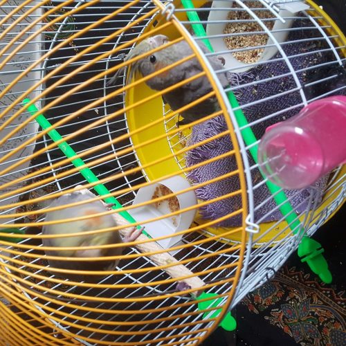 عروس هلندی با قفس