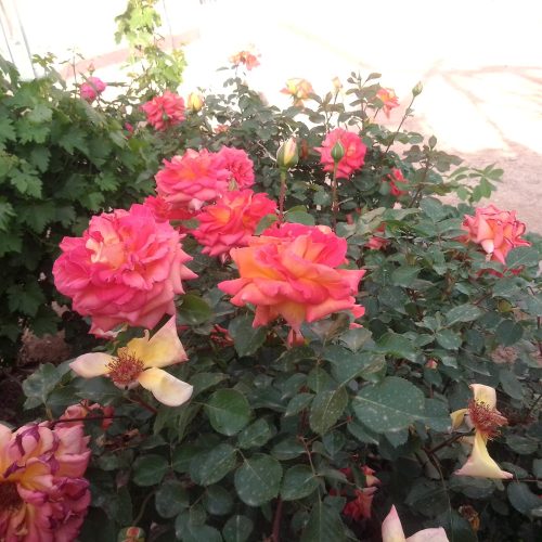 فروش ویلایی 550متر