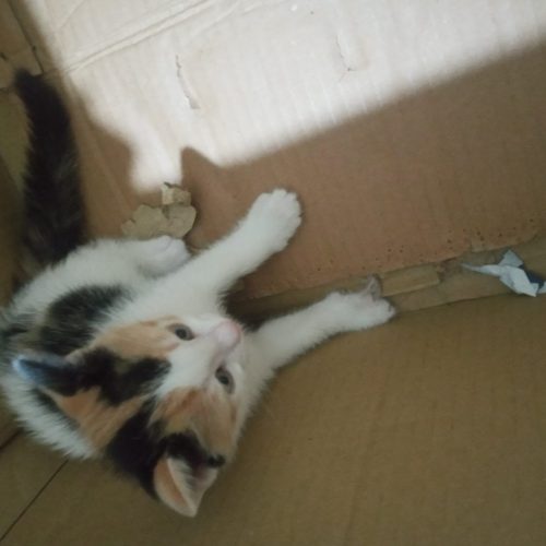 توله گربه ی ماهه