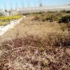 روستای سمسکنده 400 متر زمین