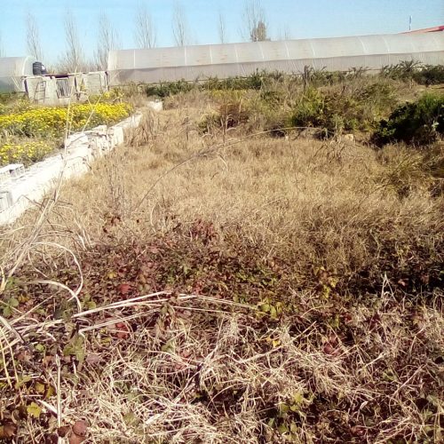 روستای سمسکنده 400 متر زمین