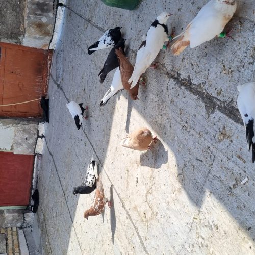 30کبوتررنگی