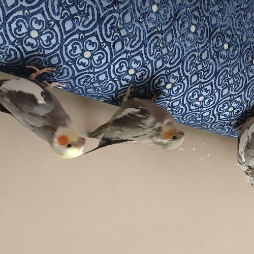 فروش عروس هلندی نر وماده و جوجه با تمام لوازم