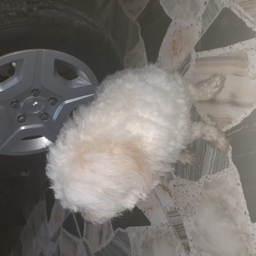 سگ پشمالو    بلد بودن جای دستشویی