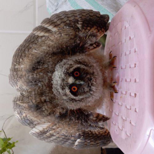 🦉 جوجه جغد