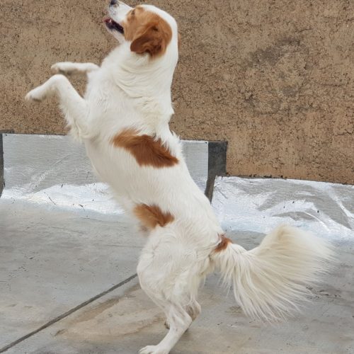 سگ نژاد راسل تریر پا بلند