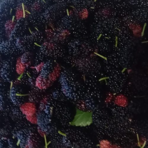 فروش توت قرمز قیمت کیلوی 75