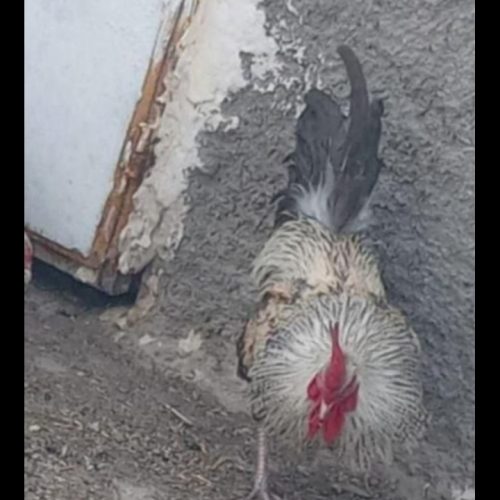 یک عدد خروس خزک زابلی به فروش می‌رسد