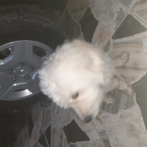 سگ پشمالو    بلد بودن جای دستشویی